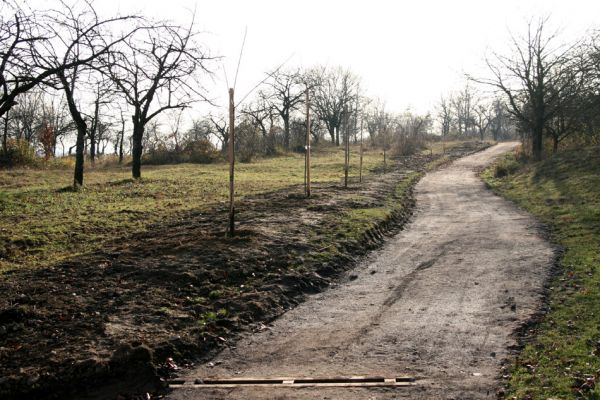 Slatiňany, 20.10.2009
Vrchlického sady. Revitalizace třešňovky.
Klíčová slova: Slatiňany Anthaxia candens