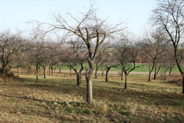 Slatiňany, 20.10.2009
Vrchlického sady - třešňovka. 
Klíčová slova: Slatiňany Anthaxia candens