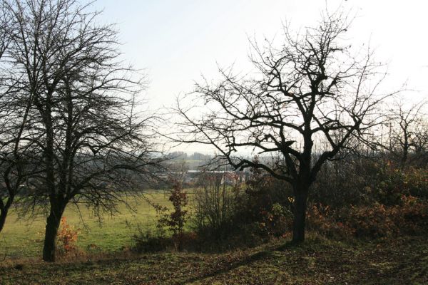 Slatiňany, 20.10.2009
Vrchlického sady- třešňovka.
Klíčová slova: Slatiňany Anthaxia candens