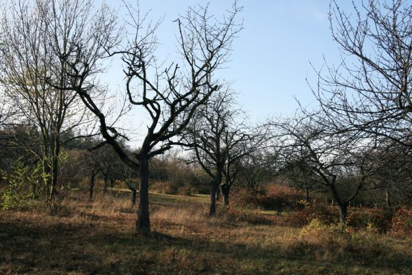 Slatiňany, 20.10.2009
Vrchlického sady- třešňovka.
Klíčová slova: Slatiňany Anthaxia candens