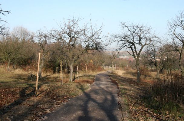 Slatiňany, 20.10.2009
Vrchlického sady. Revitalizace třešňovky.
Klíčová slova: Slatiňany Anthaxia candens