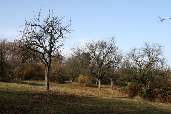 Slatiňany, 20.10.2009
Vrchlického sady- třešňovka.
Klíčová slova: Slatiňany Anthaxia candens