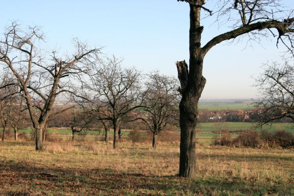 Slatiňany, 20.10.2009
Vrchlického sady- třešňovka.
Klíčová slova: Slatiňany Anthaxia candens