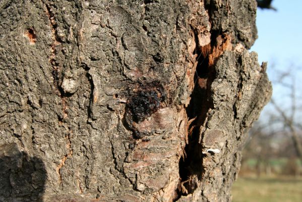 Slatiňany, 20.10.2009
Vrchlického sady- třešňovka. Výletový otvor krasce třešňového.
Klíčová slova: Slatiňany Anthaxia candens