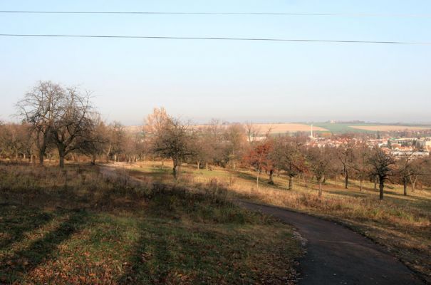 Slatiňany, 20.10.2009
Vrchlického sady- třešňovka. Pohled na Slatiňany.
Klíčová slova: Slatiňany Anthaxia candens