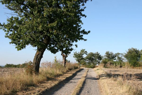 Slavětín nad Metují, 18.9.2009
Staré třešně u polní cesty k rybníku Tuří.
Keywords: Slavětín nad Metují Anthaxia candens