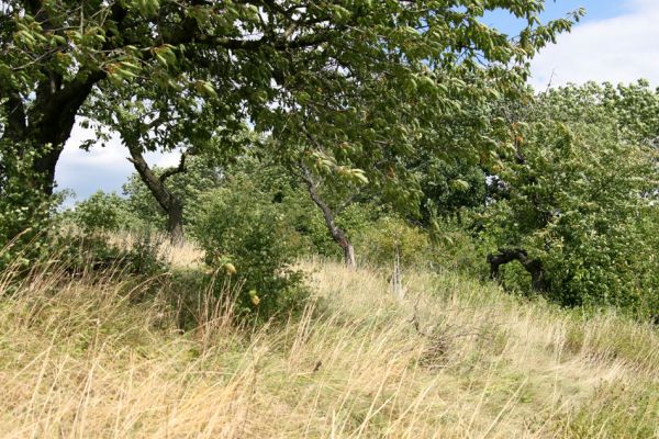 Slavětín nad Metují - rybník Tuří, 5.8.2008
Stará třešňovka nad rybníkem Tuří.
Keywords: Slavětín nad Metují Tuří třešňovka