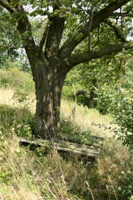 Slavětín nad Metují - rybník Tuří, 5.8.2008
Naši předkové si dokázaji vážit krásných míst v okolí svého rodiště. Lavička pod starou třešní s výhledem na rybník Tuří.
Keywords: Slavětín nad Metují Tuří třešňovka