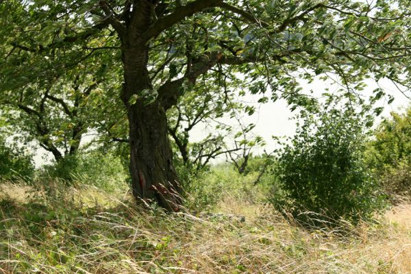 Slavětín nad Metují - rybník Tuří, 5.8.2008
Stará třešňovka nad rybníkem Tuří.
Mots-clés: Slavětín nad Metují Tuří třešňovka