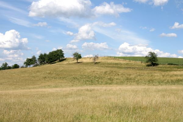 Slavětín nad Metují - obora, 20.7.2008
Obora na svazích vrchu Hlohov - západní svah. Někde stepi zanikají - zde vznikají...
Klíčová slova: Slavětín nad Metují obora