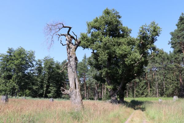 Licibořice, 7.8.2020
Duby u jeleních pastvin.
Klíčová slova: Licibořice Slavice Slavická obora Jelenický potok jelení pastviny