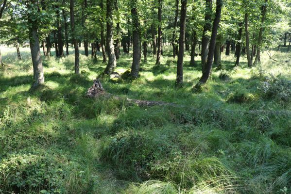 Licibořice, 7.8.2020
Les u pramenů Jelenického potoka.
Schlüsselwörter: Licibořice Slavice Slavická obora Jelenický potok