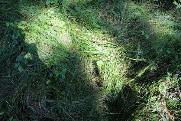 Licibořice, 7.8.2020
Les u pramenů Jelenického potoka. Vyhledávání jeleních exkrementů.
Klíčová slova: Licibořice Slavice Slavická obora Jelenický potok