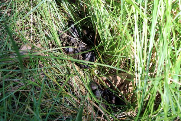 Licibořice, 7.8.2020
Les u pramenů Jelenického potoka. Jelení exkrement osídlený hnojníky Limarus maculatus.
Klíčová slova: Licibořice Slavice Slavická obora Jelenický potok