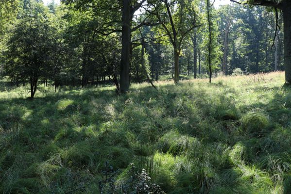 Licibořice, 7.8.2020
Les u pramenů Jelenického potoka.
Keywords: Licibořice Slavice Slavická obora Jelenický potok