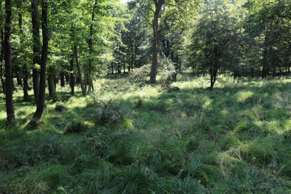 Licibořice, 7.8.2020
Les u pramenů Jelenického potoka.
Klíčová slova: Licibořice Slavice Slavická obora Jelenický potok