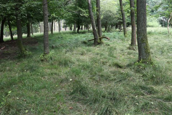 Licibořice, 7.8.2020
Les u pramenů Jelenického potoka.
Keywords: Licibořice Slavice Slavická obora Jelenický potok