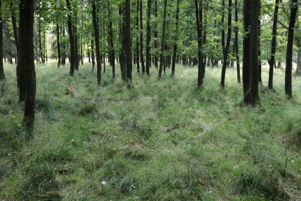 Licibořice, 7.8.2020
Les u pramenů Jelenického potoka.
Klíčová slova: Licibořice Slavice Slavická obora Jelenický potok