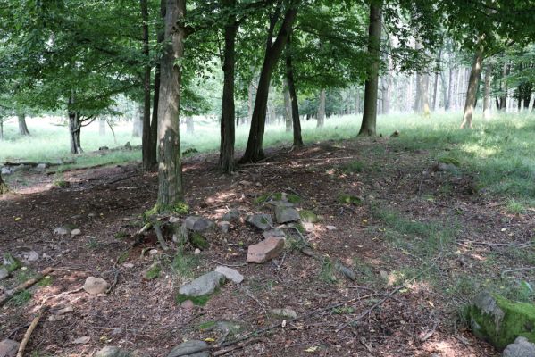 Licibořice, 7.8.2020
Les u pramenů Jelenického potoka.
Mots-clés: Licibořice Slavice Slavická obora Jelenický potok