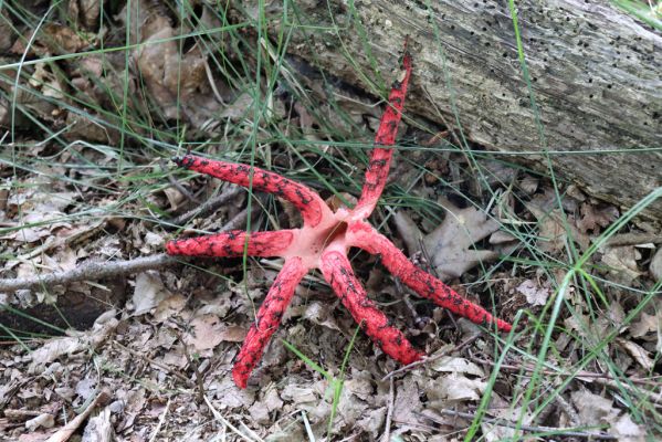 Licibořice, 7.8.2020
Les u pramenů Jelenického potoka. Clathrus archeri - květnatec Archerův.
Klíčová slova: Licibořice Slavice Slavická obora Jelenický potok