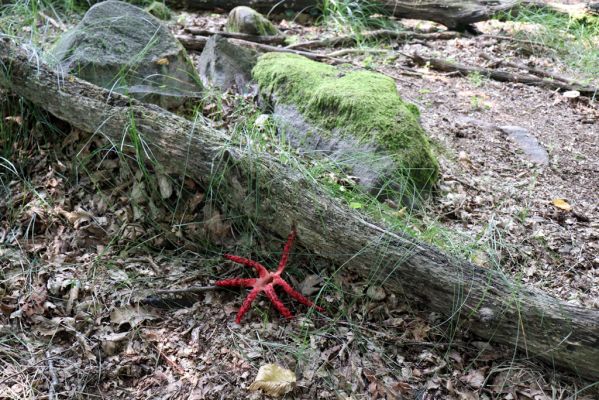 Licibořice, 7.8.2020
Les u pramenů Jelenického potoka. Clathrus archeri - květnatec Archerův.
Mots-clés: Licibořice Slavice Slavická obora Jelenický potok