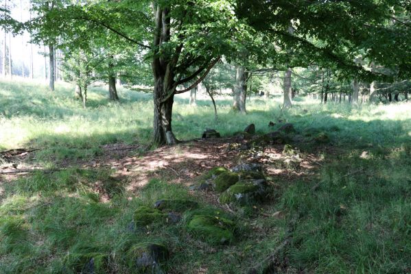 Licibořice, 7.8.2020
Les u pramenů Jelenického potoka.
Klíčová slova: Licibořice Slavice Slavická obora Jelenický potok