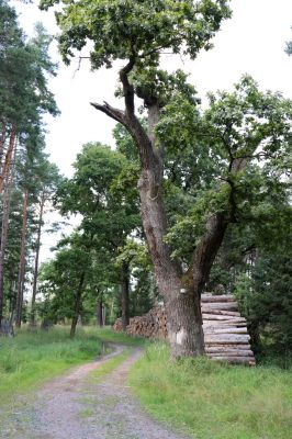 Licibořice, 7.8.2020
Slavická obora - Rupiny.
Klíčová slova: Licibořice Slavice Slavická obora Rupiny