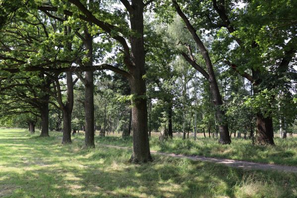 Licibořice, 7.8.2020
Slavická obora - Rupiny.
Klíčová slova: Licibořice Slavice Slavická obora Rupiny