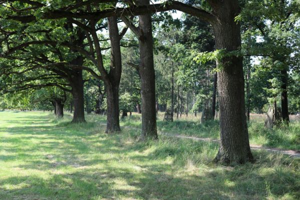 Licibořice, 7.8.2020
Slavická obora - Rupiny.
Klíčová slova: Licibořice Slavice Slavická obora Rupiny
