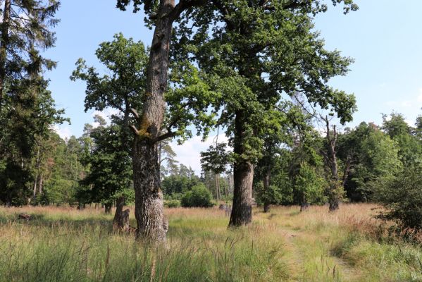 Licibořice, 7.8.2020
Slavická obora - Rupiny.
Schlüsselwörter: Licibořice Slavice Slavická obora Rupiny