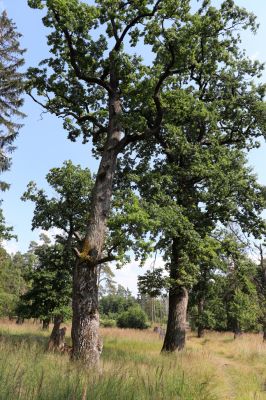 Licibořice, 7.8.2020
Slavická obora - Rupiny.
Klíčová slova: Licibořice Slavice Slavická obora Rupiny