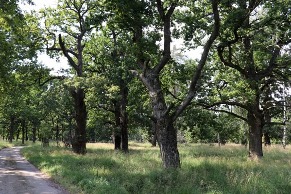 Licibořice, 7.8.2020
Slavická obora - Rupiny.
Schlüsselwörter: Licibořice Slavice Slavická obora Rupiny