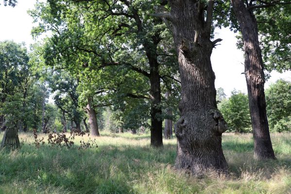 Licibořice, 7.8.2020
Slavická obora - Rupiny.
Mots-clés: Licibořice Slavice Slavická obora Rupiny