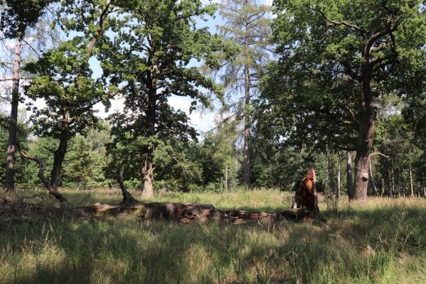 Licibořice, 7.8.2020
Slavická obora - Rupiny.
Klíčová slova: Licibořice Slavice Slavická obora Rupiny