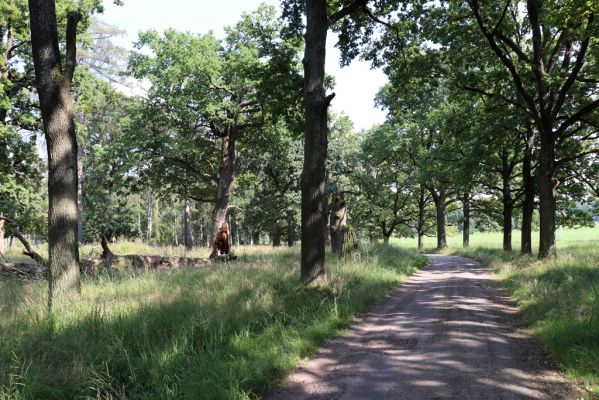 Licibořice, 7.8.2020
Slavická obora - Rupiny.
Klíčová slova: Licibořice Slavice Slavická obora Rupiny