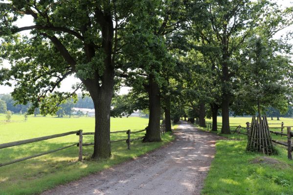 Licibořice, 7.8.2020
Slavická obora - dubová alej u pastvin.
Mots-clés: Licibořice Slavice Slavická obora pastviny