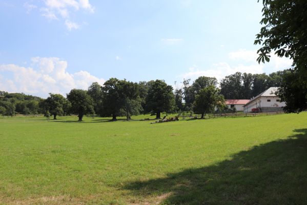 Licibořice, 7.8.2020
Slavická obora - duby na pastvinách.
Klíčová slova: Licibořice Slavice Slavická obora pastviny
