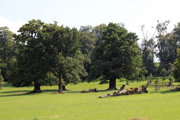 Licibořice, 7.8.2020
Slavická obora - duby na pastvinách.
Klíčová slova: Licibořice Slavice Slavická obora pastviny