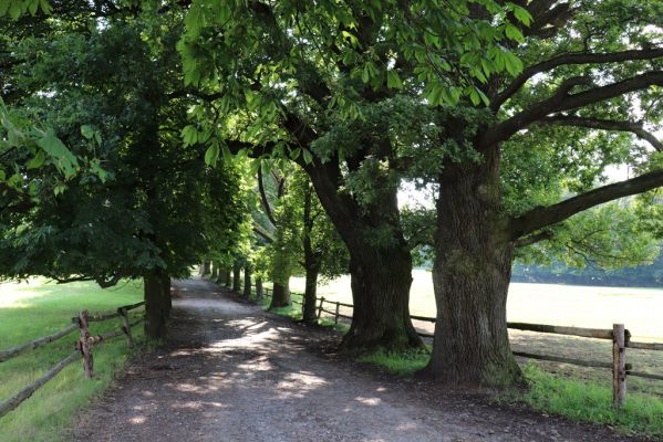 Licibořice, 7.8.2020
Slavická obora - dubová alej u pastvin.
Klíčová slova: Licibořice Slavice Slavická obora pastviny