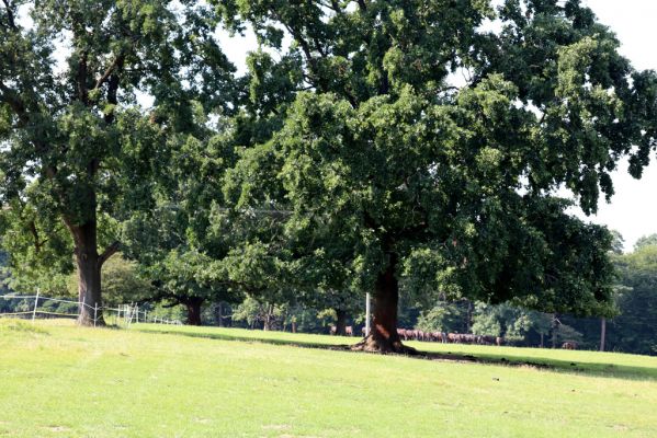 Licibořice, 7.8.2020
Slavická obora - duby na pastvinách.
Klíčová slova: Licibořice Slavice Slavická obora pastviny