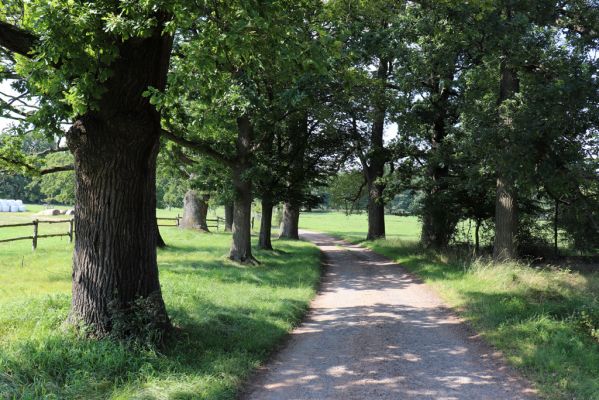 Licibořice, 7.8.2020
Slavická obora - dubová alej u pastvin.
Klíčová slova: Licibořice Slavice Slavická obora pastviny