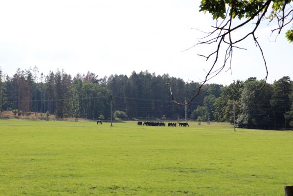 Licibořice, 7.8.2020
Slavická obora - pastviny.
Klíčová slova: Licibořice Slavice Slavická obora pastviny