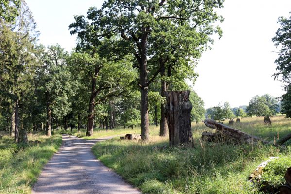 Licibořice, 7.8.2020
Slavická obora, Rupiny.
Klíčová slova: Licibořice Slavice Slavická obora Rupiny
