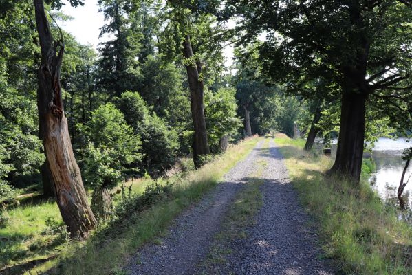 Licibořice, 7.8.2020
Trpišovský nový rybník.
Schlüsselwörter: Licibořice Slavická obora Trpišovský nový rybník