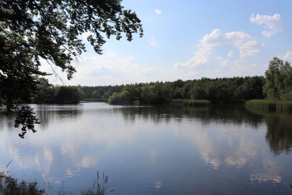 Licibořice, 7.8.2020
Trpišovský nový rybník.
Klíčová slova: Licibořice Slavická obora Trpišovský nový rybník