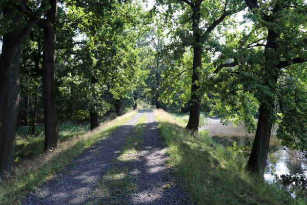 Licibořice, 7.8.2020
Trpišovský nový rybník.
Schlüsselwörter: Licibořice Slavická obora Trpišovský nový rybník