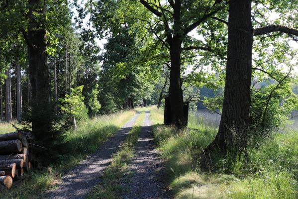 Licibořice, 7.8.2020
Rybník Brožek.
Klíčová slova: Licibořice Slavická obora rybník Brožek