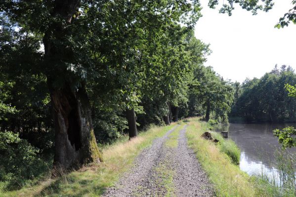 Licibořice, 7.8.2020
Rybník Brožek.
Klíčová slova: Licibořice Slavická obora rybník Brožek