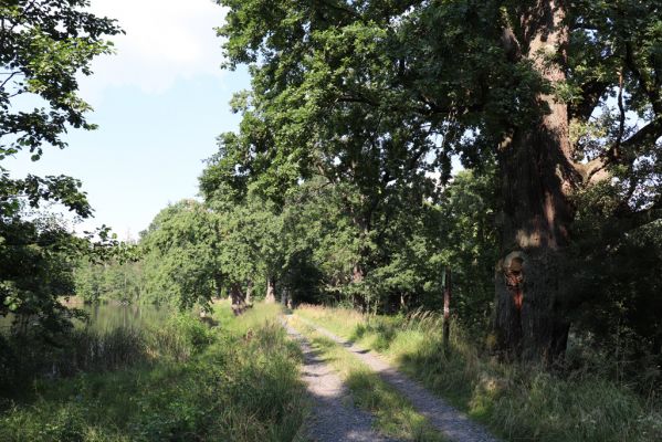 Licibořice, 7.8.2020
Rybník Brožek.
Klíčová slova: Licibořice Slavická obora rybník Brožek