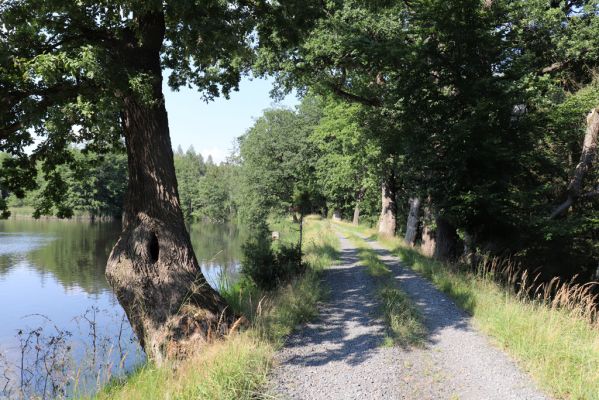Licibořice, 7.8.2020
Rybník Brožek.
Klíčová slova: Licibořice Slavická obora rybník Brožek